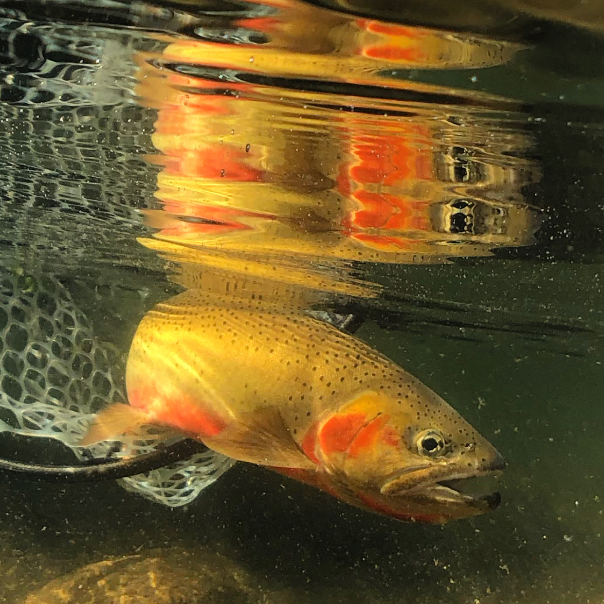 August 12th Rock Creek Fishing Report