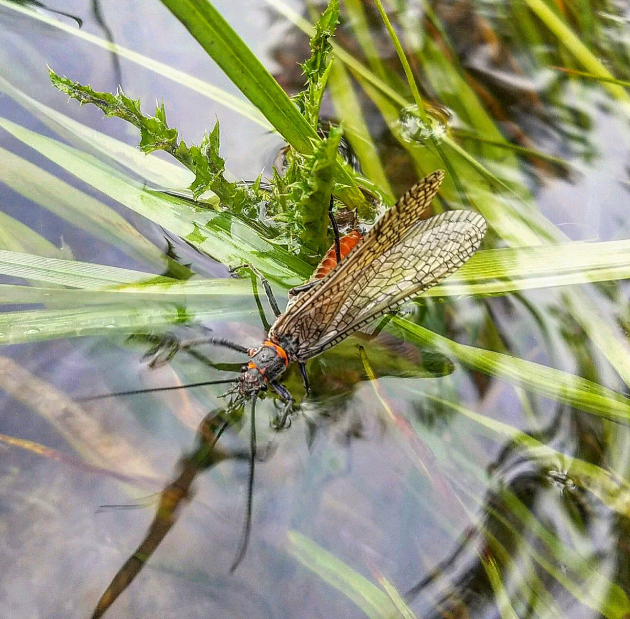 June 7th Blackfoot River Fishing Report