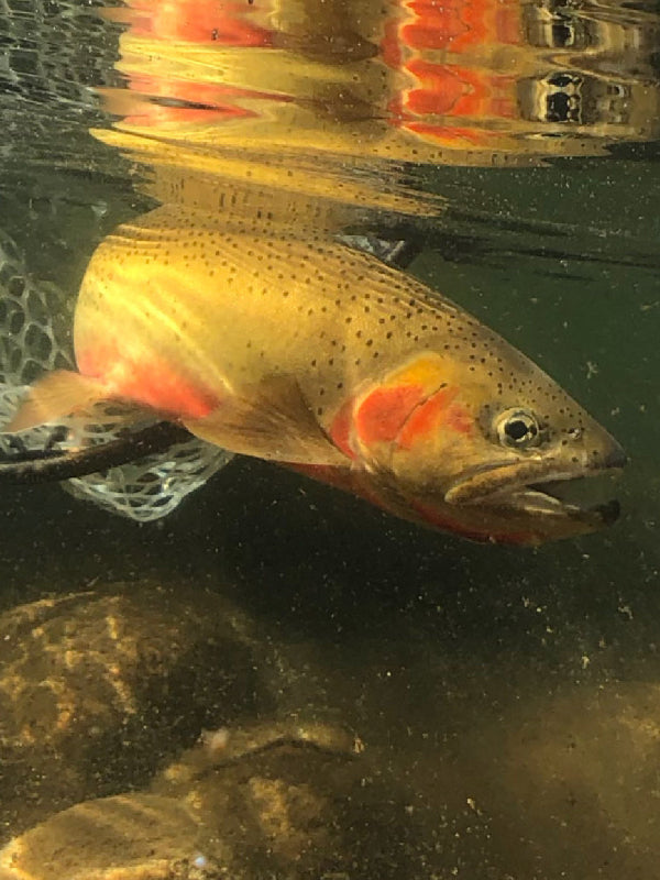 Cutthroat trout underwater with reflection on surface and rocky riverbed visible beneath the fish