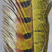 Ringneck Pheas. Tail Feathers